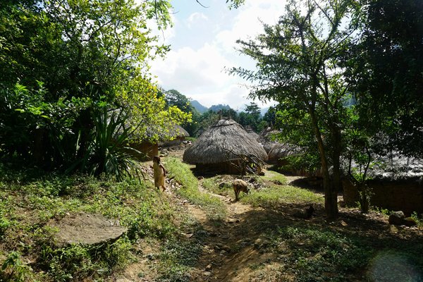 Quelles croisières permettent de découvrir les traditions des peuples autochtones en Amazonie?