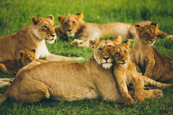 Comment organiser une expédition pour observer les lions dans le parc national du Serengeti, Tanzanie : équipements et périodes ?